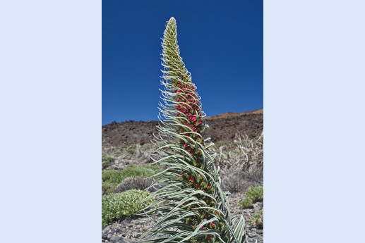 14 maggio Teide
